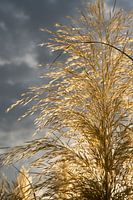 Golden pampas grass, clouds and sunlight 6