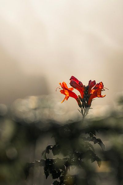 Red flower at sunset by Let's see!