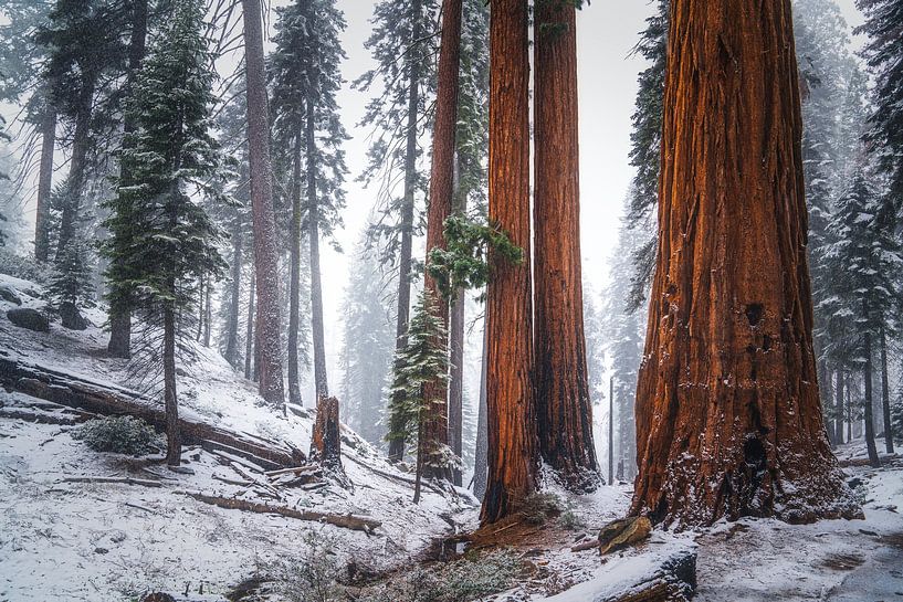 Gelé dans le temps par Loris Photography
