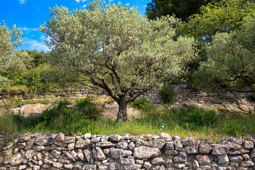 Olivenbaum in der Provence von Tanja Voigt