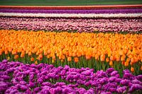 Colour explosion in Dutch tulip fields - Spring in full bloom