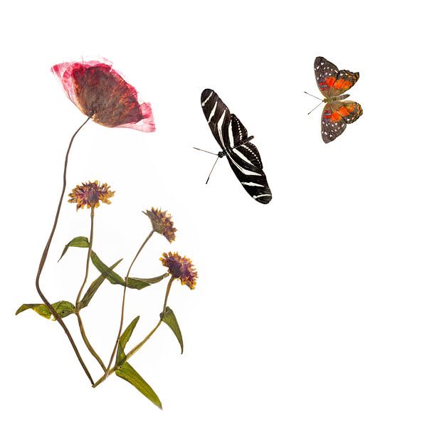 Poppy with butterflies by Anjo Kan