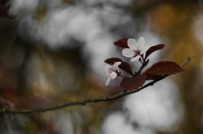 blossom by Aimé de Clercq