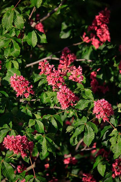 Fleur de châtaignier par Thomas Jäger