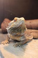 Bearded dragon as exotic pet