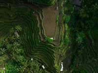 Tegallalang Rice Terrace Bali