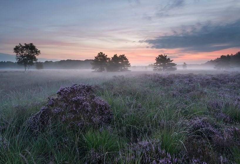 Sunrise over the purple heather by Raoul Baart