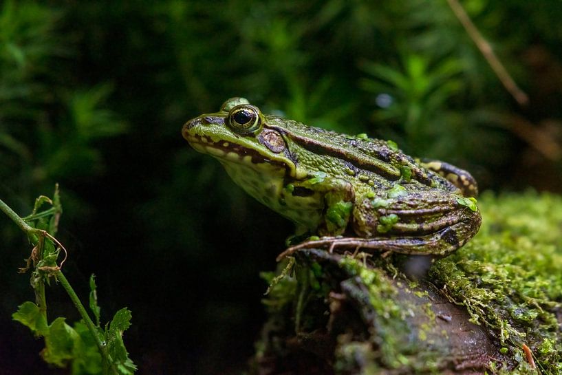 Grenouille verte par Merijn Loch