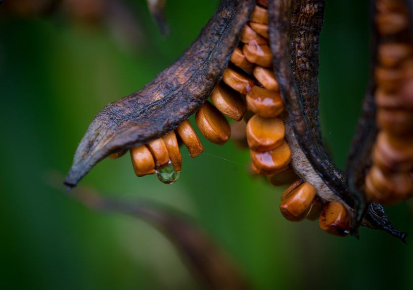 Lisbloemzaden by Johan Vet
