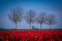 Tulipes en fleurs dans le Carel Coenraadpolder (Groningen)