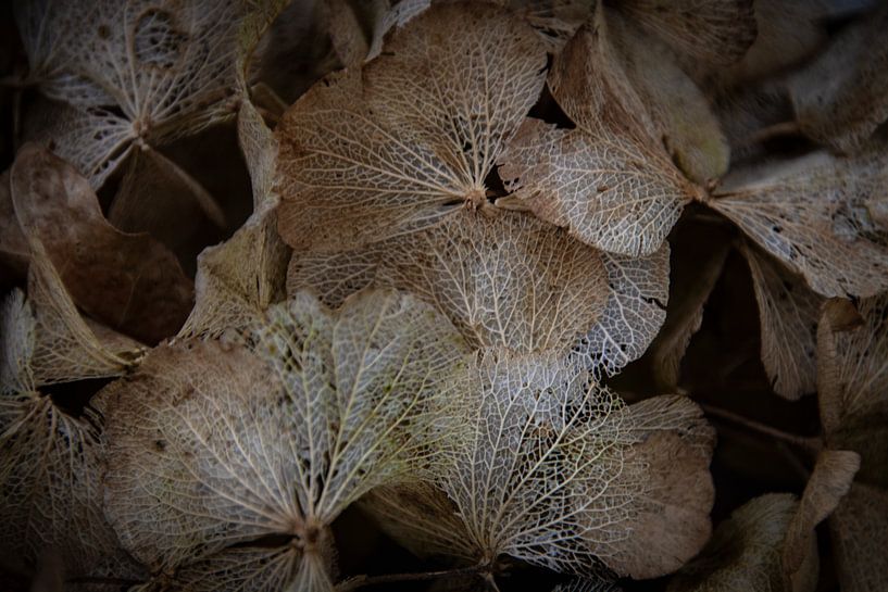 Fleurs d'hortensia en hiver par FotoGraaGHanneke