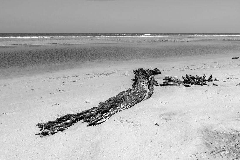 Bois flotté sur la plage par Femke Ketelaar