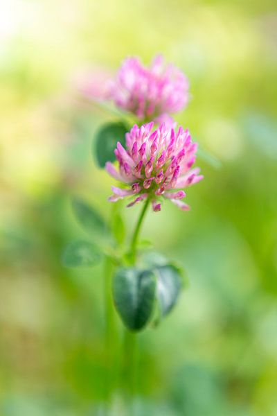Picturesque flowers in green and pink by Evelien Oerlemans