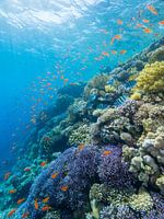 Korallenriff in der Sonne