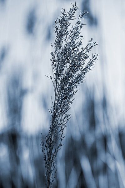 riet van Karl-Heinz Lüpke