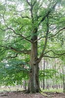 Old freestanding beech in the Lüneburg Heath