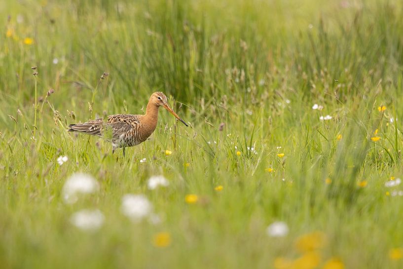 Black-tailed godwit in a meadow by Lars Korzelius