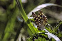Schmetterling auf Ziergras