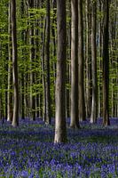 Blue Forest