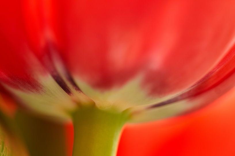 Detail red tulips flower by Ad Jekel