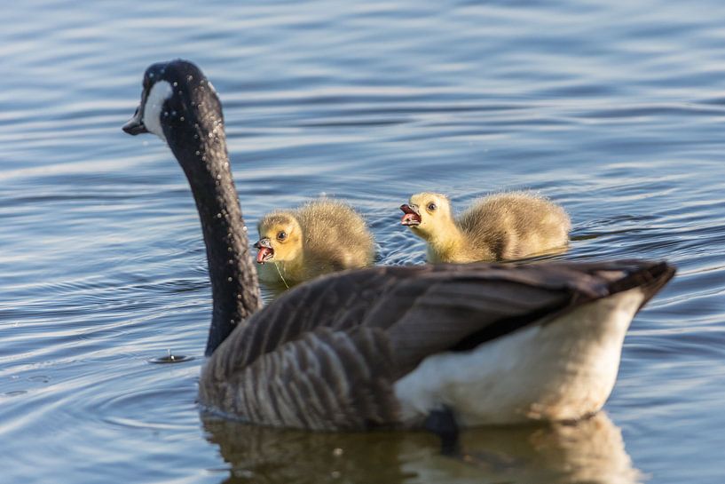 Kleine Rebellen von Uwe Ulrich Grün