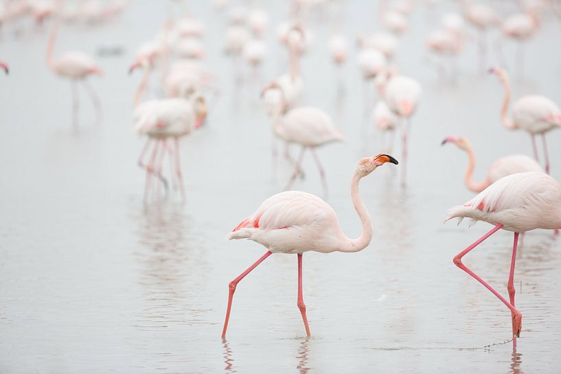 Flamingos am Morgen von Kris Hermans