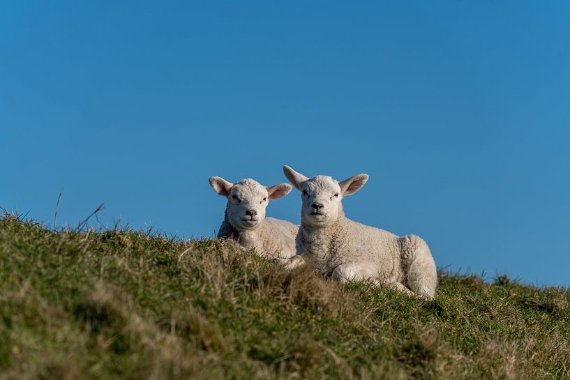 Lämmer und Schafe auf Texel von Texel360Fotografie Richard Heerschap