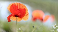 Mohn 4
