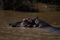 Hippo in St. Lucia