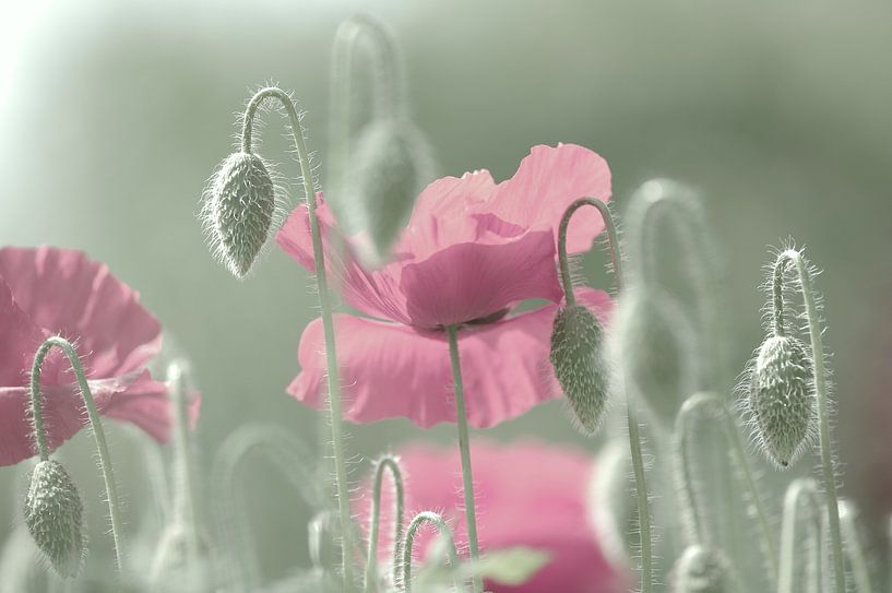 Pink poppies time by Tanja Riedel