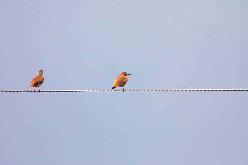 Twee vogels met één kabel van Vicente M