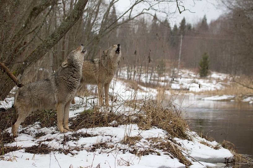 loups hurlants par Ronald Wilfred Jansen