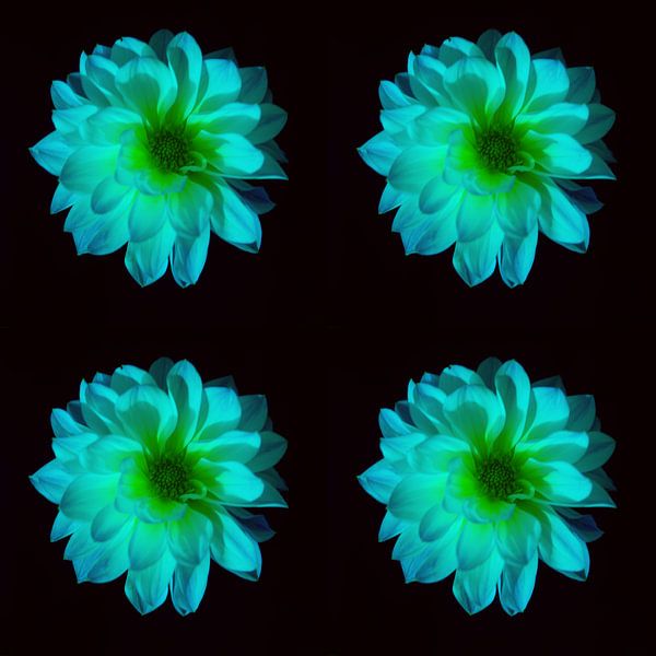Dahlias blue by Henriette Tischler van Sleen