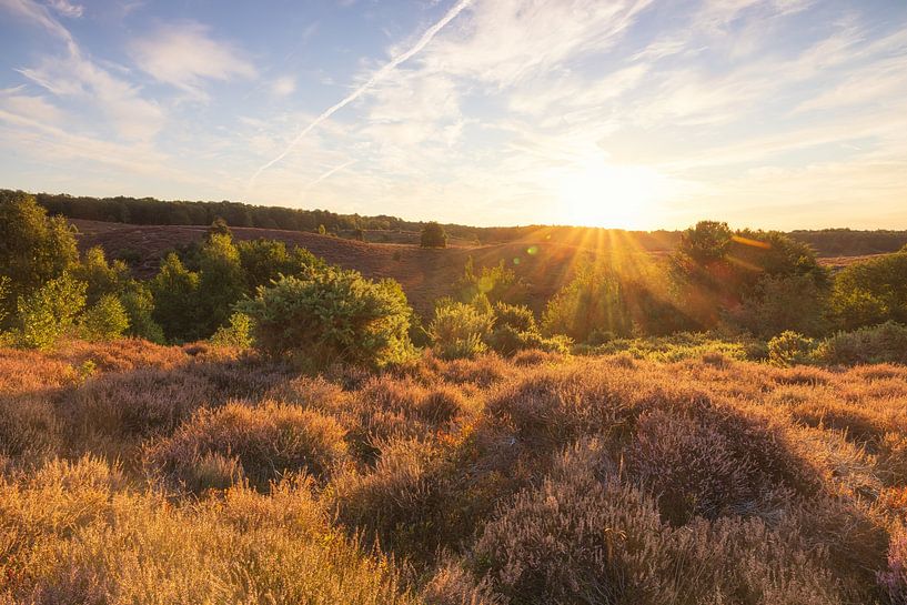 Heath Veluwe - Posbank (Netherlands) by Marcel Kerdijk
