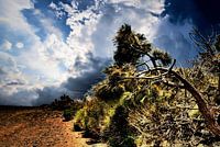 Natuur op TENERIFE    prachtige wildgroei  met bewolkte lucht