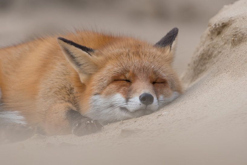 Ce renard est allé faire une sieste. par Tim Link