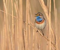 Die singende Blaukehlchen