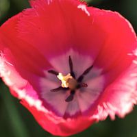 Nahaufnahme Tulpenknopf