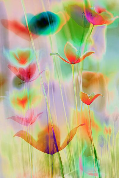 Papavers in lagen - 3 van Danny Budts