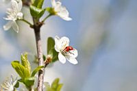 Lieveheersbeestje in bloesem