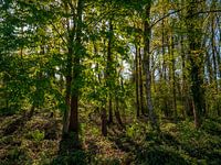 Sonnendurchfluteter Wald