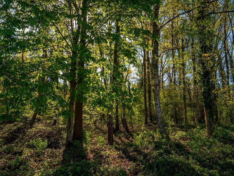 Sun-drenched forest by Maico.O