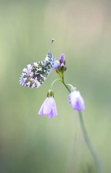 Orange tip with dewdrops by Milou Hinssen