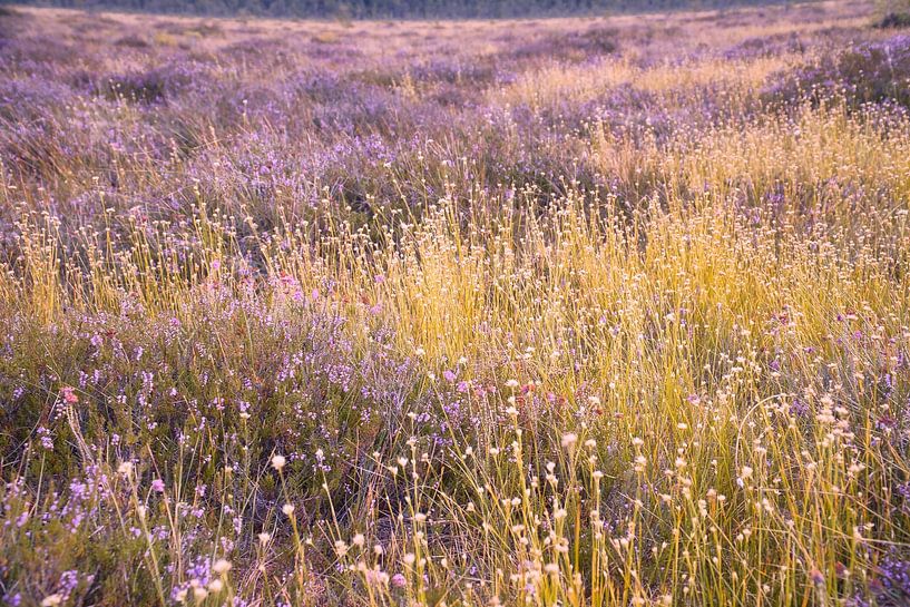 Colourful autumn meadow with wildflowers and heather in the warm sunlight by Martin Köbsch
