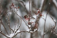 Große Barmsijs im Schnee