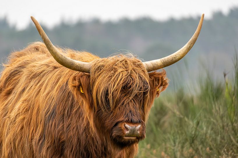 Ein schottischer Highlander auf der Bussemer Heide von Joost Potma