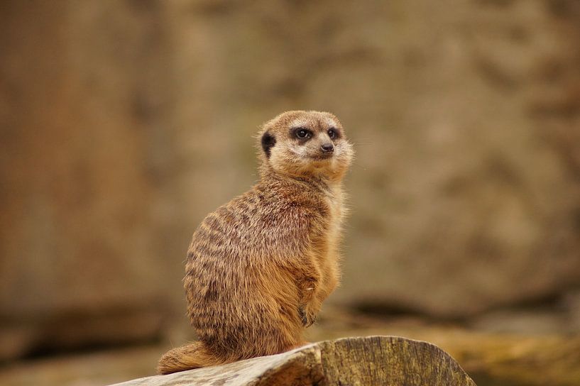 Das Erdmännschen von Eisenpictures