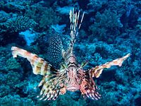 Poisson-lion en mode attaque