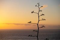 Coucher de soleil à Lagomera