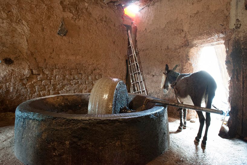 Olivenpresse von Liesbeth Govers voor Santmedia.nl